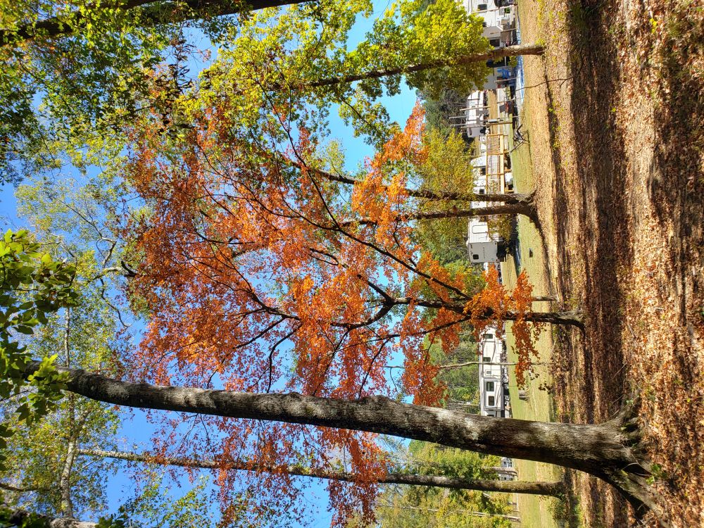 Fall foliage