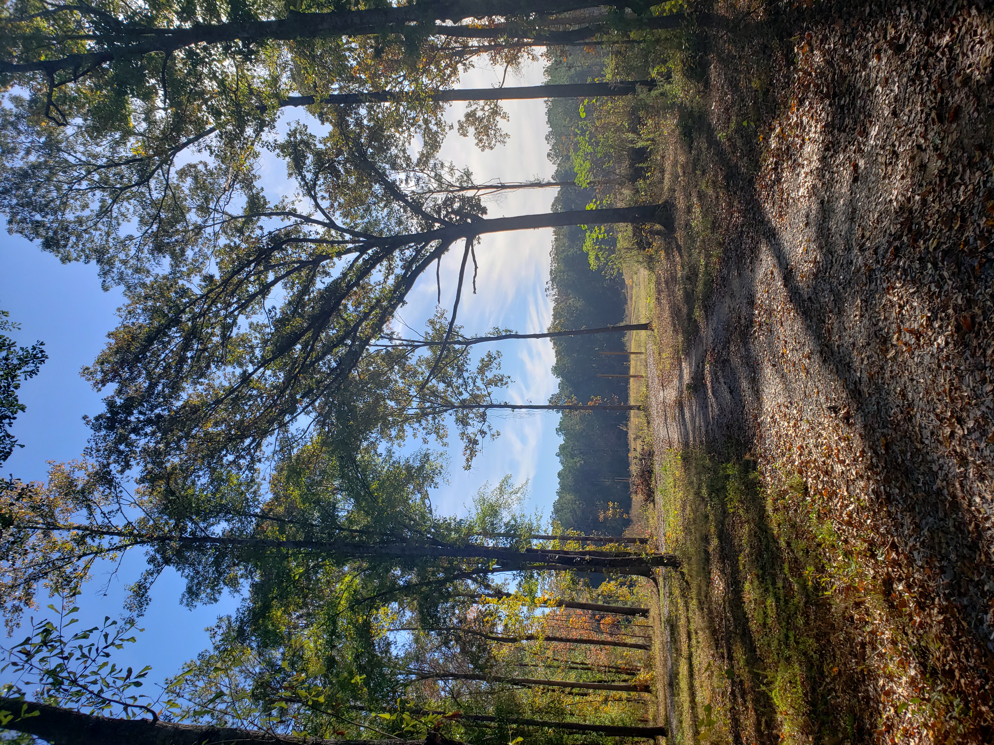 wooded path